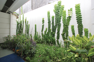 Inspirasi : Taman Vertikal