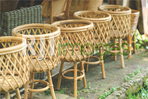 Standing plant rotan