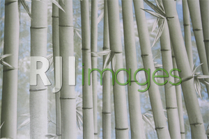 Wallpaper motif hutan bambu